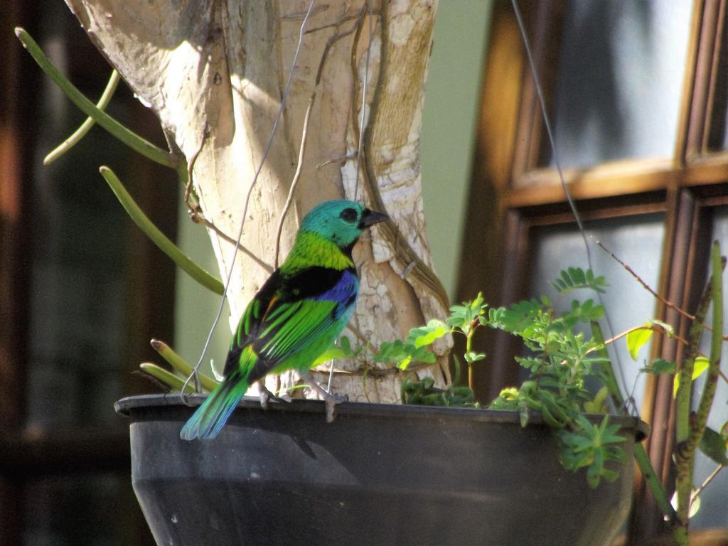 Pousada Miracolo Araquari Exterior foto